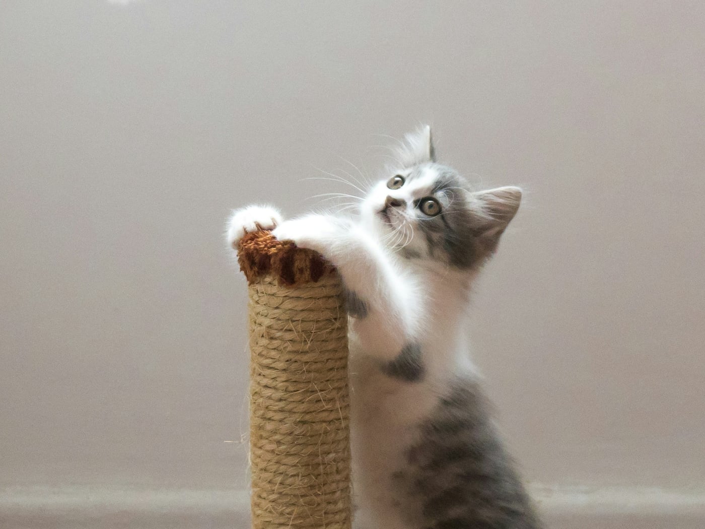 Toys & Play