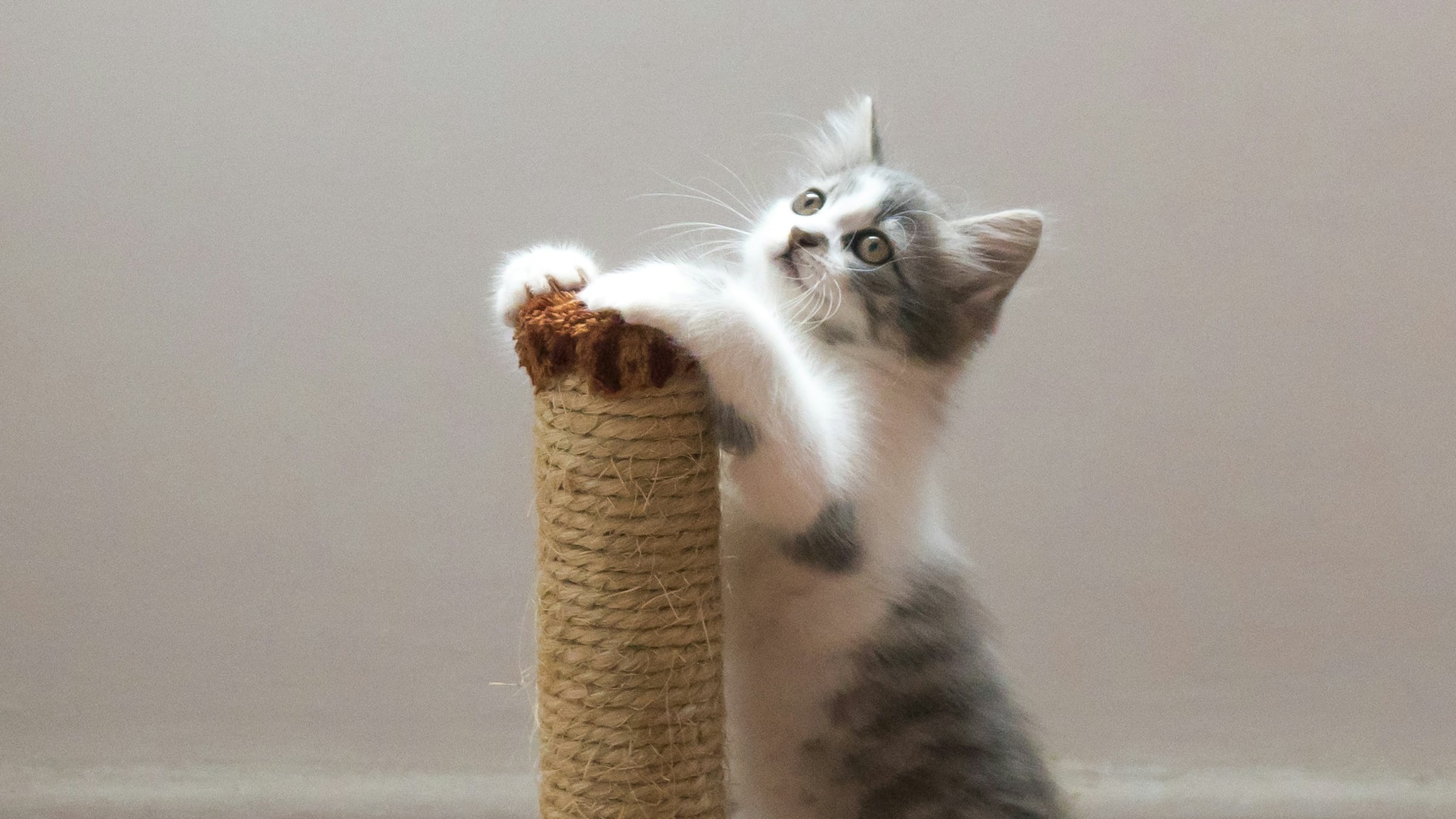 Cats have joined