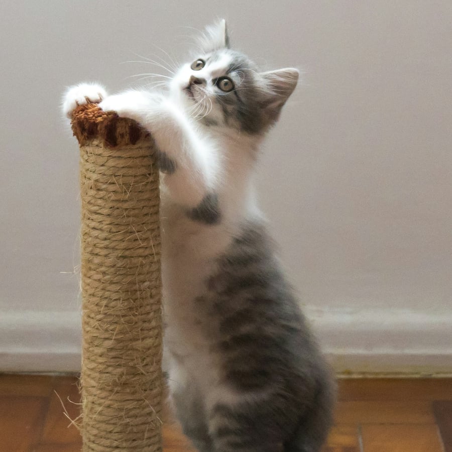 Cats